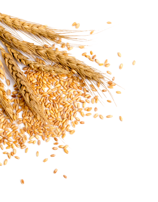 kisspng wheat grauds bread full of wheat 5aa9de9eed7613 1
