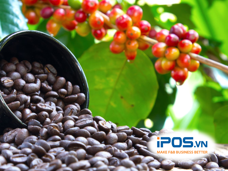 chất lượng hạt cà phê