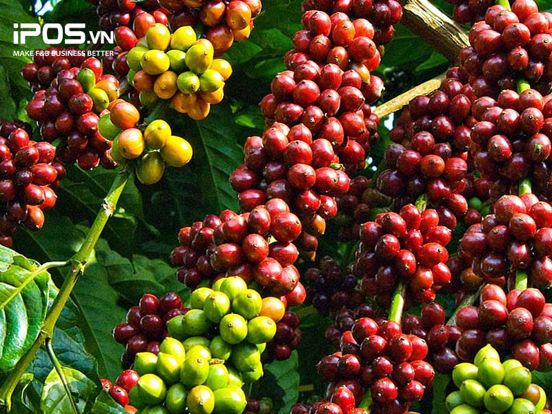 dự báo giá cà phê cuối năm 2022