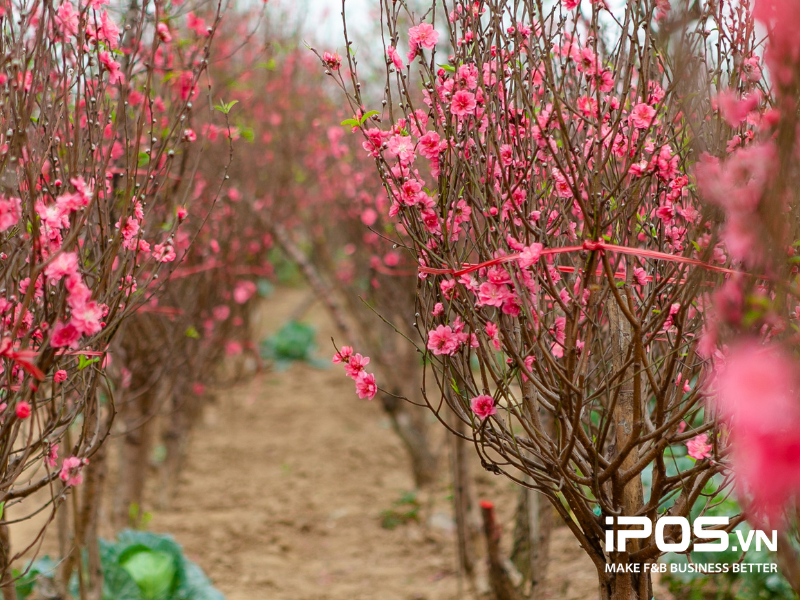 kinh doanh tết 2024