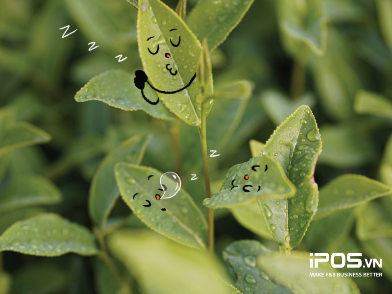 menu phê la uống gì ngon