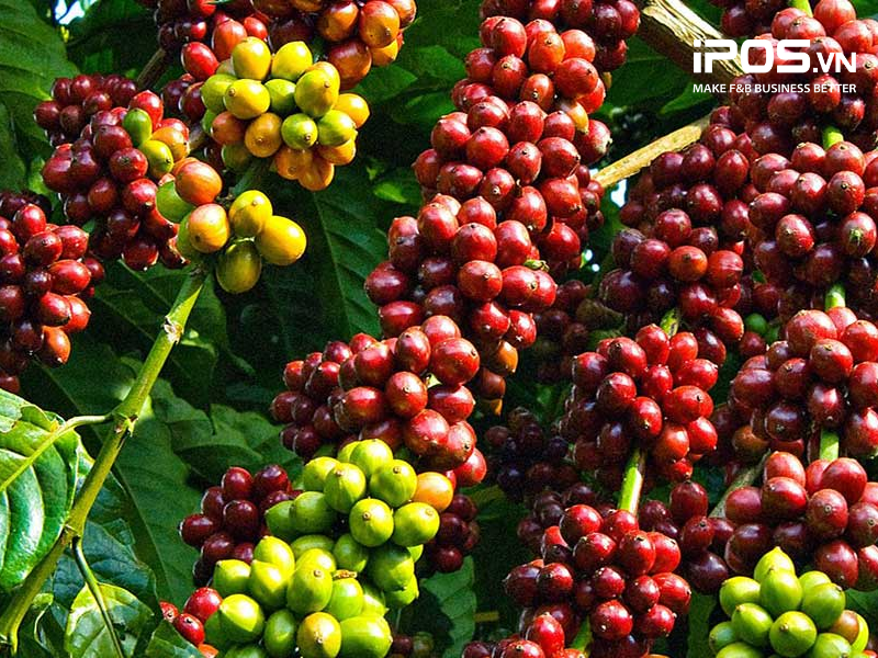 dự đoán giá cà phê 2023