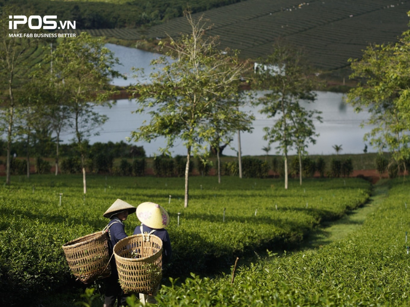 nguyen-lieu-phe-la-2