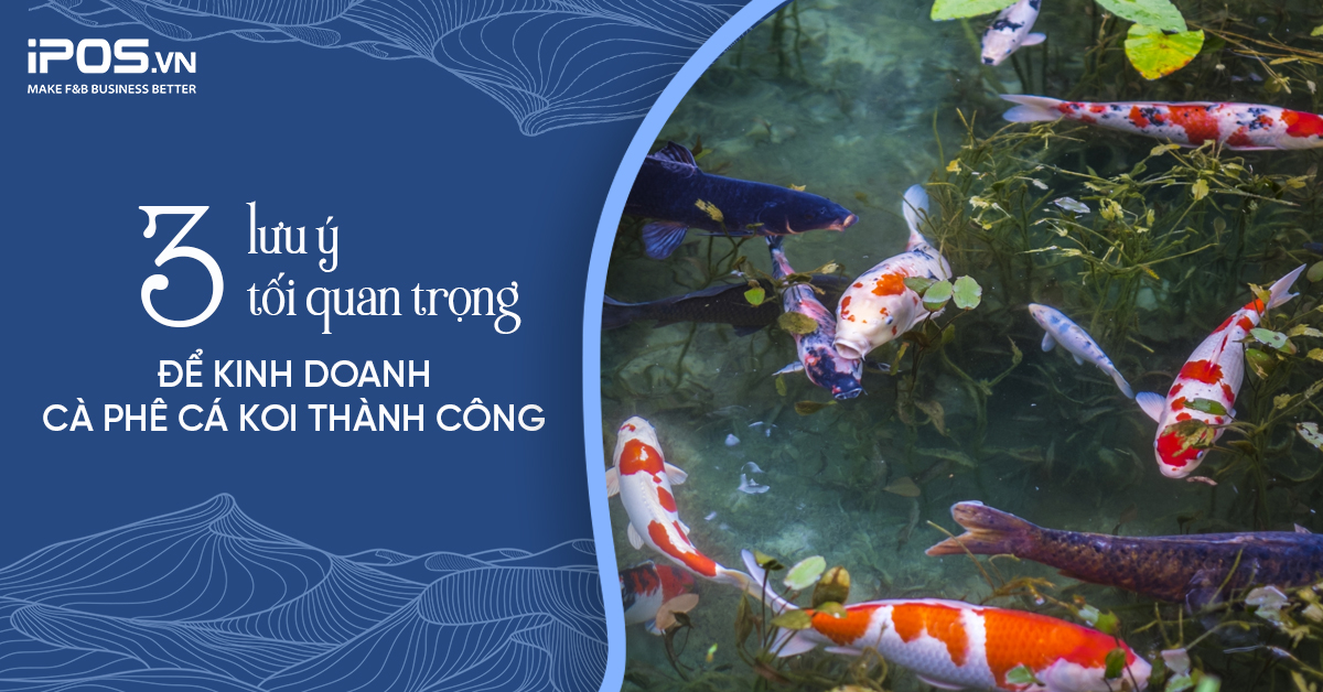 3 lưu ý tối quan trọng để kinh doanh cà phê cá Koi thành công
