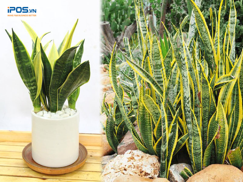 Cây lưỡi hổ vàng phù hợp những người mệnh Kim