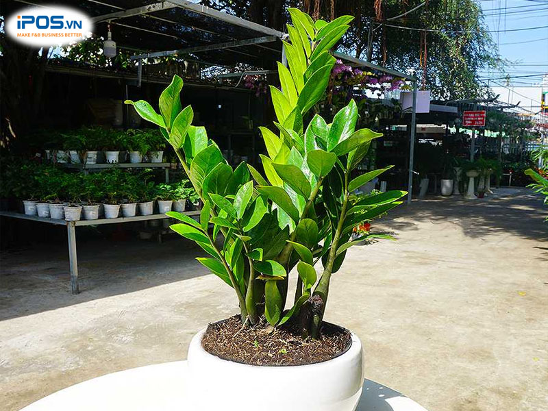 Cây kim tiền phù hợp với các chủ quán mệnh mộc