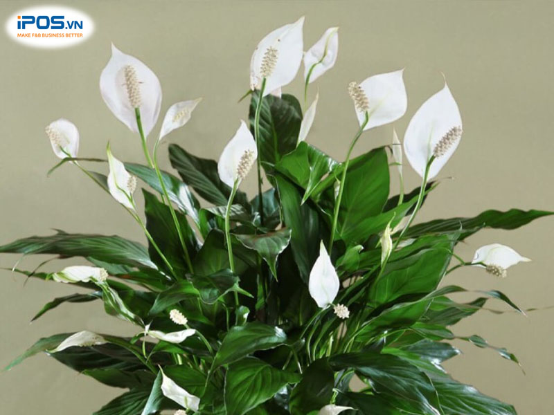 Cây lan ý hợp với người mệnh thủy