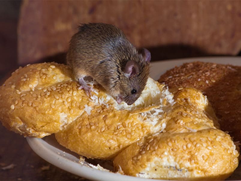 Quán xuất hiện chuột, gián, ruồi, muỗi,...